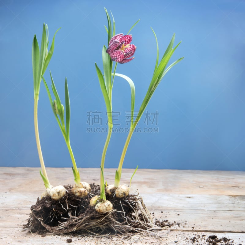 天空,国际象棋,泥土,花格贝母,贝母,蓝色,完整,花鳞茎,背景,花