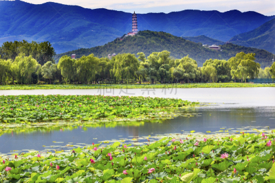 颐和园,荷花,园林,北京,胡青,纪念碑,水,公园,水平画幅,夏天