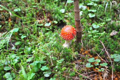 毒蝇菇,水平画幅,无人,夏天,户外,生物学,草,毒蘑菇,真菌,伞形毒菌
