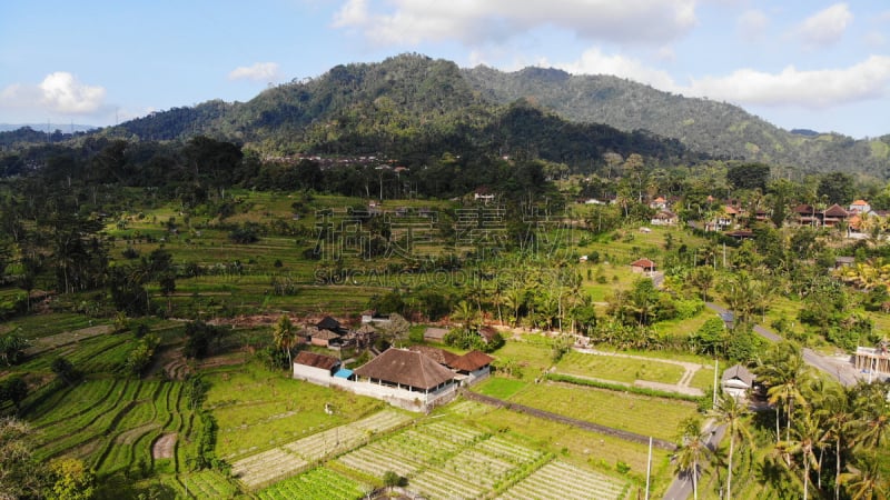 巴厘岛,农业,视角,商务旅行,环境,公园,著名景点,稻,自然美,稻田