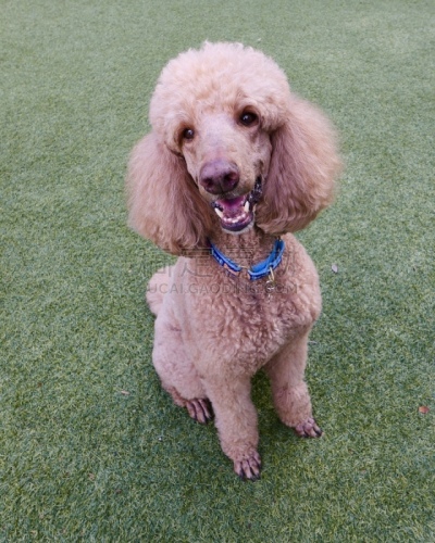 贵宾犬,后院,遛狗师,纯种犬,犬恶丝虫,肖像,受过训练的狗,狗,个人卫生用品,驯狗员