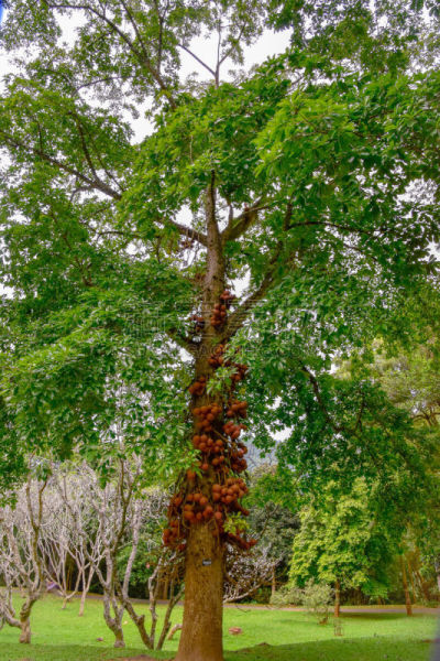 Kanonenkugelbaum mit schöner Blüte an dem Stamm