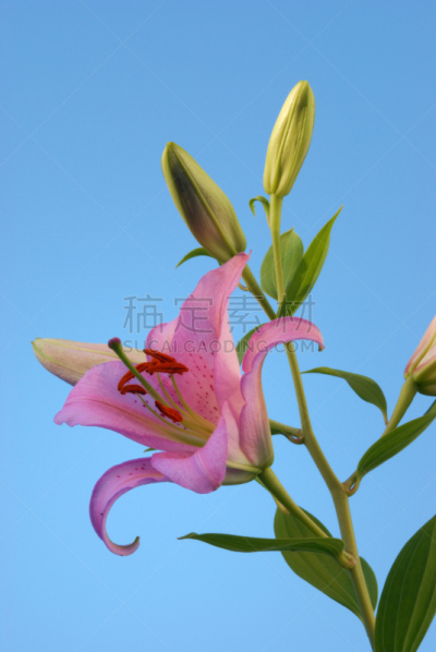天空,蓝色,百合花,粉色,占星百合,自然,垂直画幅,美,芳香的,雄蕊
