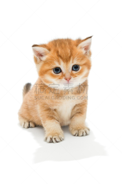 小猫,小的,纯种犬,英国,姜黄色的猫,垂直画幅,美,爪子,动物身体部位,大理石装饰效果