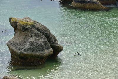企鹅,大群动物,开普半岛,水平画幅,沙子,无人,博得斯海滩,巨石,开普敦,户外