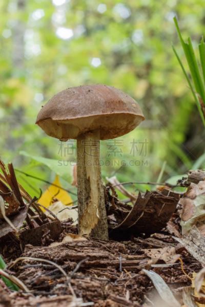 干小皮伞菌,伞菌纲,植物叶柄,胡椒牛肝菌,垂直画幅,褐色,无人,户外,食用菌,真菌