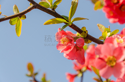皱皮木瓜,温柏,特写,粉色,茶花,欧洲赤松,户外,美,水平画幅,无人