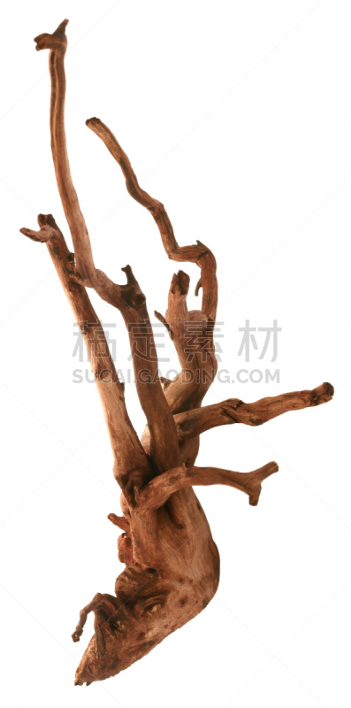 自然,垂直画幅,褐色,风化的,无人,全景,白色背景,背景分离,草,影棚拍摄