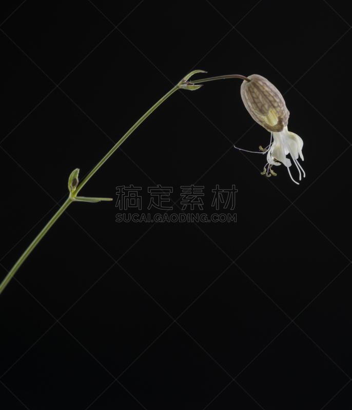 垂直画幅,植物,无人,意大利,夏天,农业,野生植物,特写,无茎麦瓶草,黑色背景