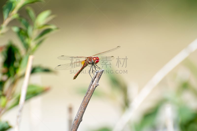 蜻蜓,自然美,乐趣,天空,风,六月,水平画幅,无人,动物学,动物身体部位