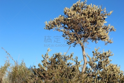 荷荷巴,三叶杨,进口标志,风,活力,安静,浪漫,云,植物,欢乐