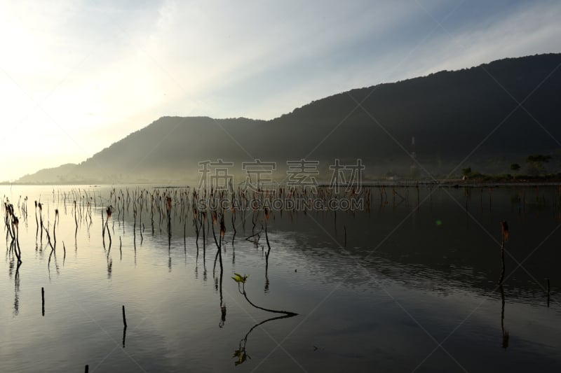 红树,海洋,黎明,海滩,波浪,植物群,气候,热带气候,环境,黄昏