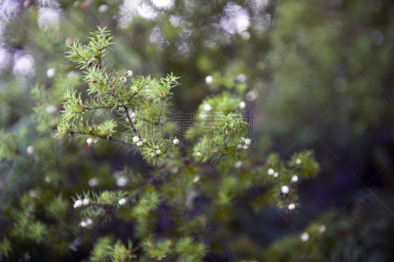 叶子,背景,接力赛,水果,绿色,白色,欧洲蕨,水平画幅,无人,热带雨林