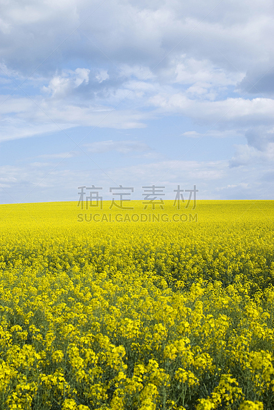田地,乌克兰,油菜花,垂直画幅,天空,山,无人,夏天,户外,农作物