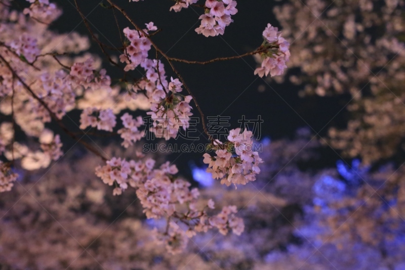 夜晚,樱桃树,吉野樱花,冈山县,花见节,上下颠倒,水,里山,水平画幅,樱花