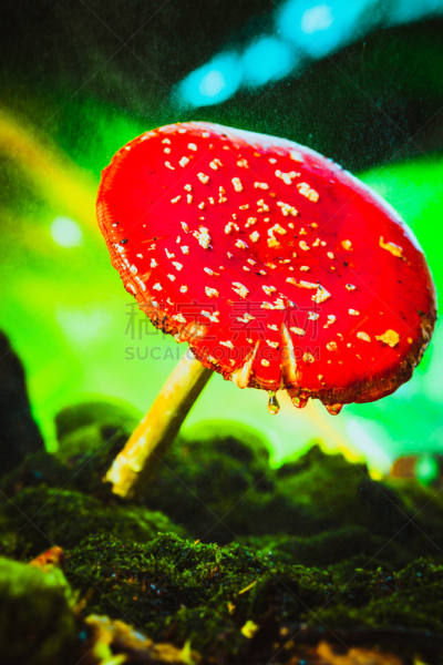 苔藓,斑点,红色,白色,自然美,蘑菇,垂直画幅,褐色,无人,夏天