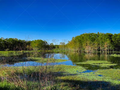 swamp river scene