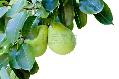 梨,悬挂的,自然,水平画幅,水果,无人,维生素,夏天,户外,甜食