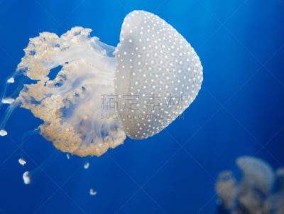 水族馆,水母,大特写,水,美,水平画幅,水下,异国情调,触须,部分