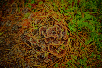 舞茸蘑菇,橡树林地,寄生的,稀缺,褐色,水平画幅,无人,户外,草,特写
