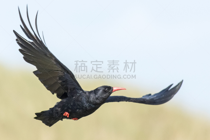 山鸦,自然,艾莱岛,野生动物,水平画幅,无人,2015年,鸟类,乌鸦,红嘴山鸦