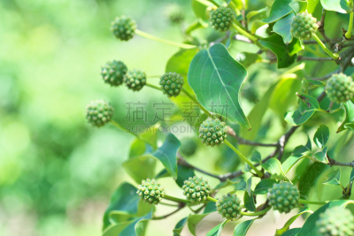 山茱萸,水平画幅,绿色,无人,日本,浆果,夏天,茅崎,植物,种子