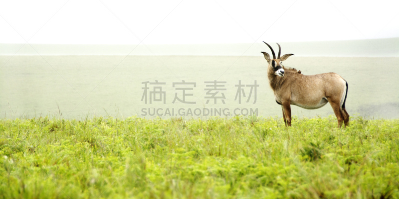 山,尼亚卡高原,马羚,稀缺,野外动物,草,哺乳纲,雨,热带气候,极端地形