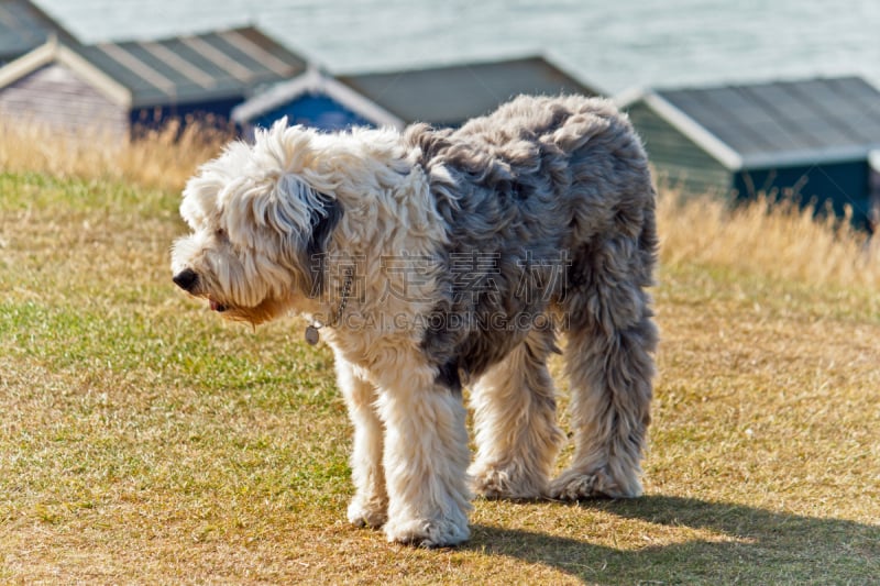 古英格兰牧羊犬,纯种犬,水平画幅,古老的,巨大的,静止的,whitstable,户外,草,疲劳的