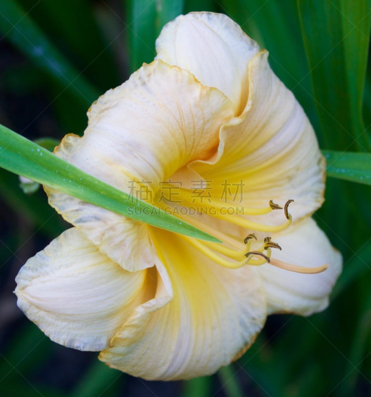 萱草,林肯公墓,自然,垂直画幅,黄色,夏天,花头,花瓣,百合花,多色的