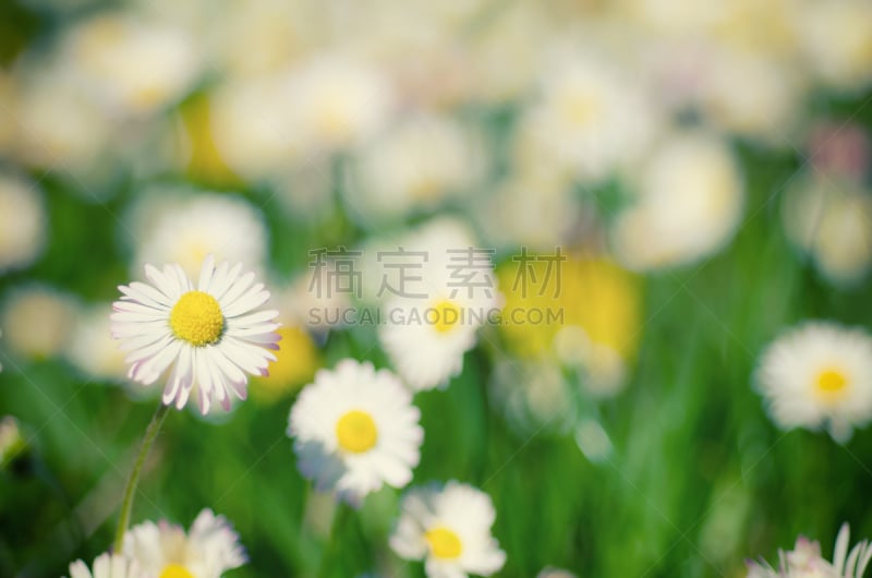 甘菊,野生植物,茼蒿菊,留白,水平画幅,无人,甘菊花,夏天,组物体,户外