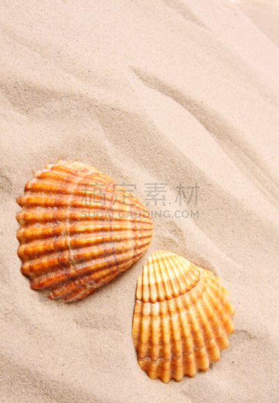 贝壳,海滩,鸡尾酒,旅途,热,热带气候,印度洋,动物,海鱼,海螺