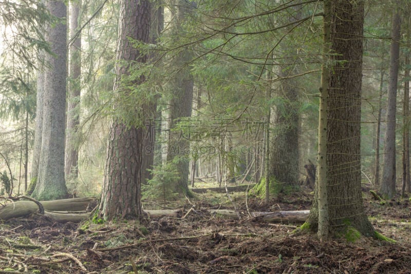 云杉,早晨,bialowieza forest,波兰,自然界的状态,世界遗产,坏掉的,著名景点,春天,松树