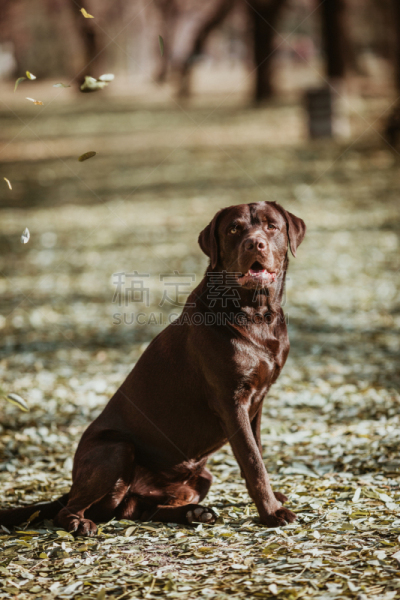 赭色拉布拉多猎犬,自然美,可爱的,梗犬,运动,肖像,牧羊犬,狗,哺乳纲,草