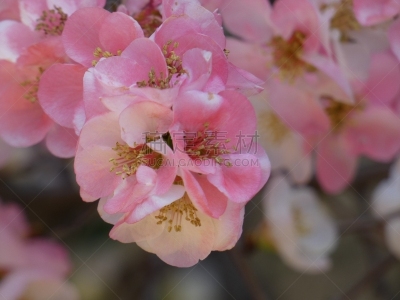皱皮木瓜,自然,季节,图像,美,花瓣,春天,花头,无人,植物