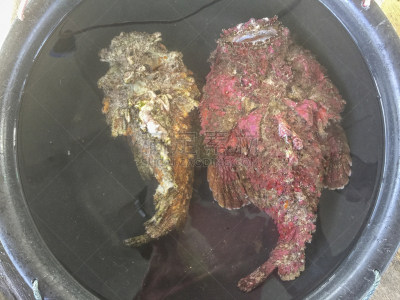 中华鬼鲉,危险,马来西亚,莫斯特,沙巴州,街市,动物主题,海洋生命,热带气候,野生动物