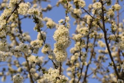 樱桃,枝,花朵,天空,水平画幅,樱花,太空,特写,俄罗斯,花束