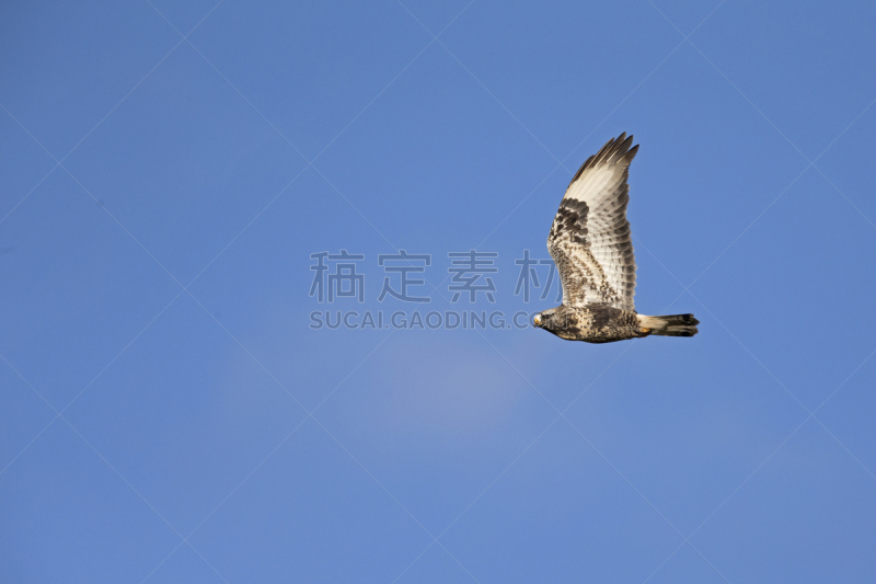 腿上生羽毛的鹰,天空,野生动物,美国,食肉鸟,水平画幅,欧洲,鸟类,秃鹰,半空中