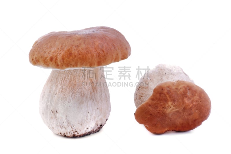 porcini mushroom,食用菌,美味牛肝菌,自然,饮食,水平画幅,秋天,无人,白色背景,背景分离