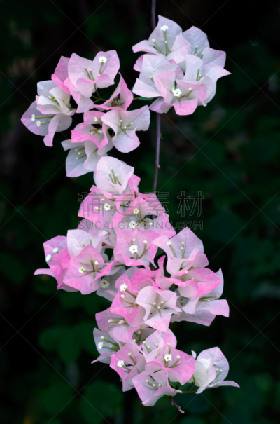 三角梅,粉色,自然,垂直画幅,绿色,无人,色彩鲜艳,自然美,植物,彩色图片