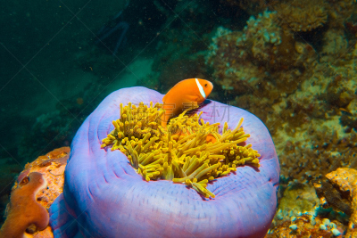 海葵,珊瑚,水,水肺潜水,水下,野外动物,feather star,山脊,礁石,热带气候