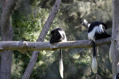 基库尤人,叶猴,bay colobus monkey,野生动物,水平画幅,无人,非洲,猴子,彩色图片,亚洲