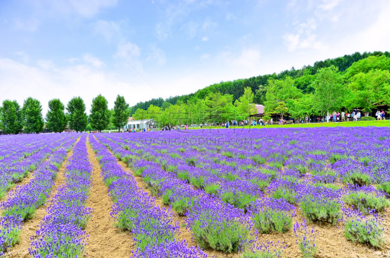 夏天,日本,北海道,农场,熏衣草,芳香的,水平画幅,山,无人,户外