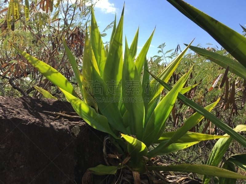 考艾岛,夏威夷,日光,外米亚峡谷,绿色,多肉植物,白昼,太平洋岛屿,怀梅阿,图像