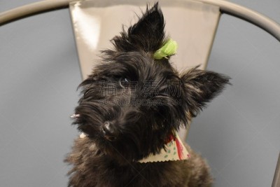 小狗,苏格兰粗毛猎狐犬,斑纹,水平画幅,注视镜头,无人,椅子,金属,特写,彩色背景