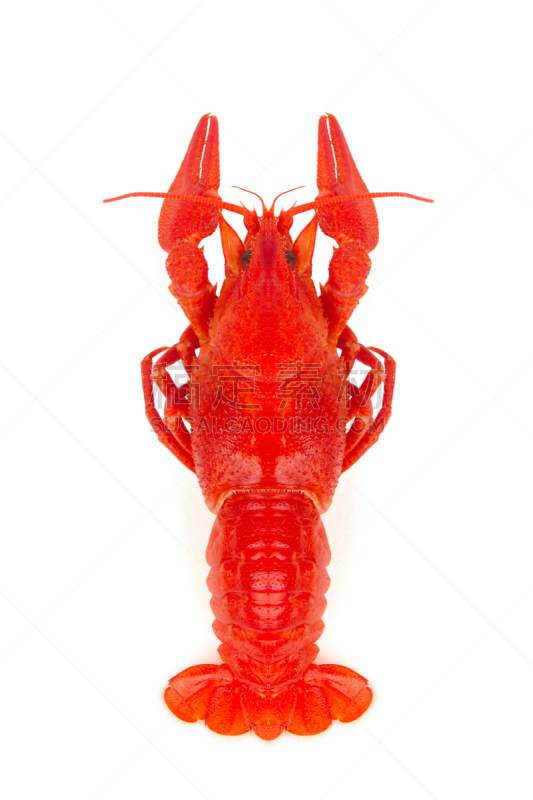 螯虾,垂直画幅,饮食,煮食,无人,海产,背景分离,红色,白色,彩色图片