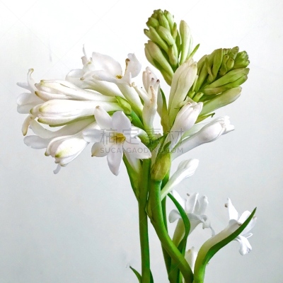 晚香玉,白色,自然,芳香的,清新,图像,花朵,香水,花蕾,花头