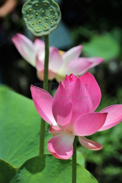 荷花,豆荚,自然美,粉色,垂直画幅,水,美,芳香的,睡莲,巴厘岛