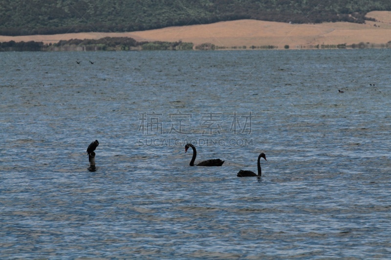 湖,罗托鲁阿,新西兰,waimangu thermal park,水,水平画幅,lake tarawera,无人,火山地形,户外