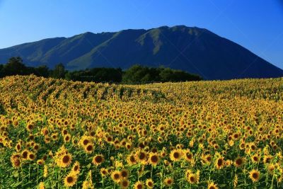 山,向日葵,在底端,天空,美,留白,水平画幅,无人,夏天,户外