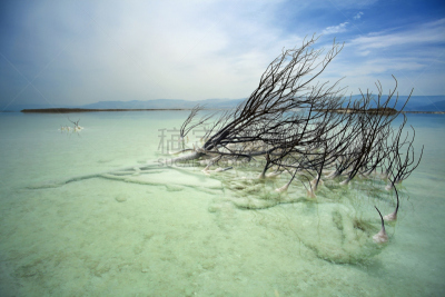 死海,灌木,死亡的植物,湿透,水,留白,水平画幅,无人,户外,中东